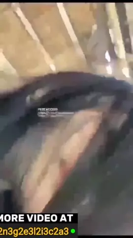 Filipinka-studentka rżnięta na poboczu drogi