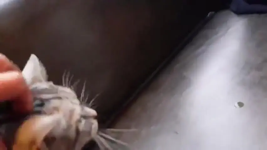 Rudowłosa Kaho Shibuya i jej gigantyczne cyce